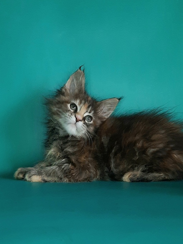 Gatto Fantastico Milady - Кошеня мейн-кун 1 місяць 2 тижні