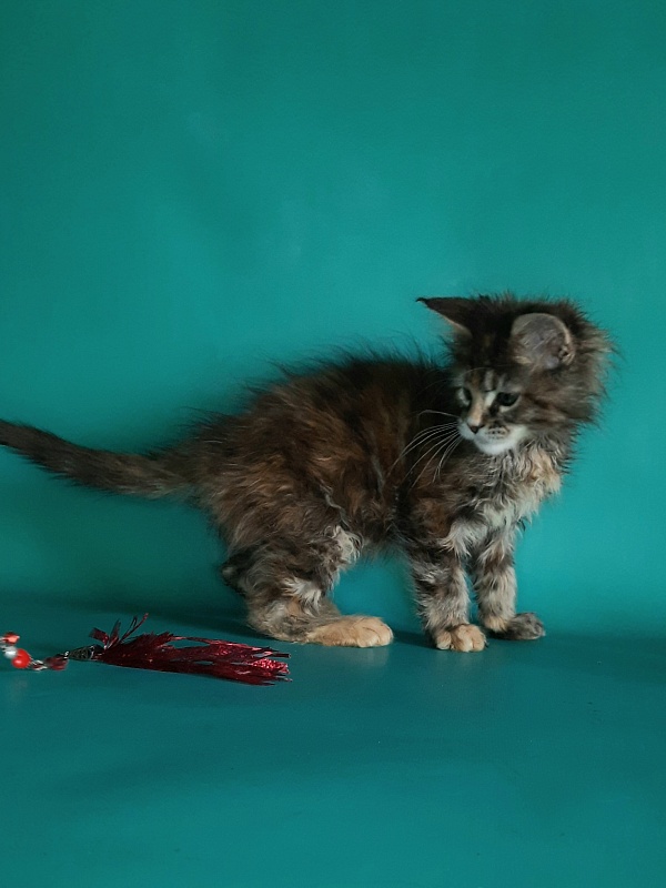 Gatto Fantastico Milady - Kitten maine-coon 1 month 2 weeks