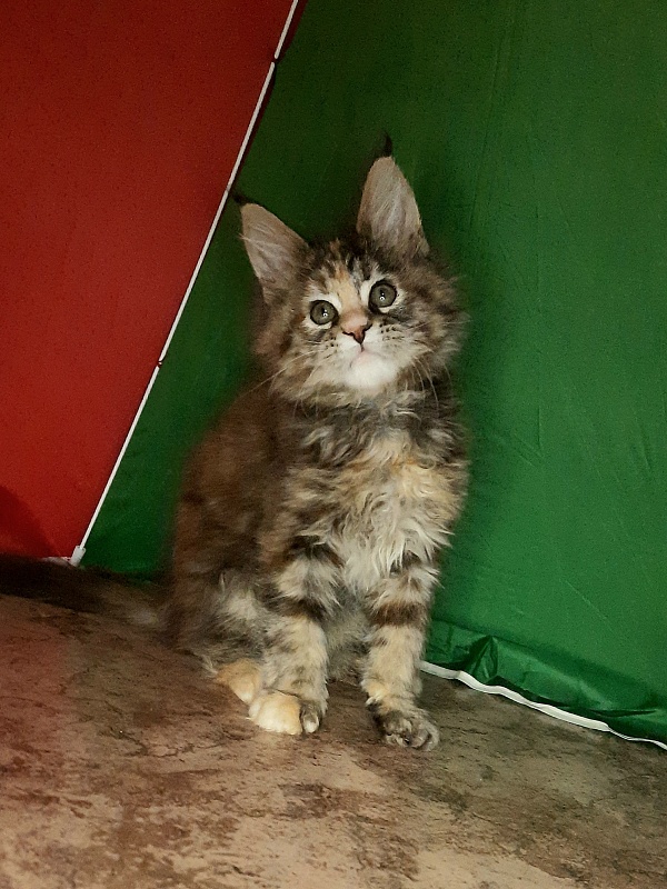 Gatto Fantastico Milady - Кошеня мейн-кун 1 місяць 4 тижні