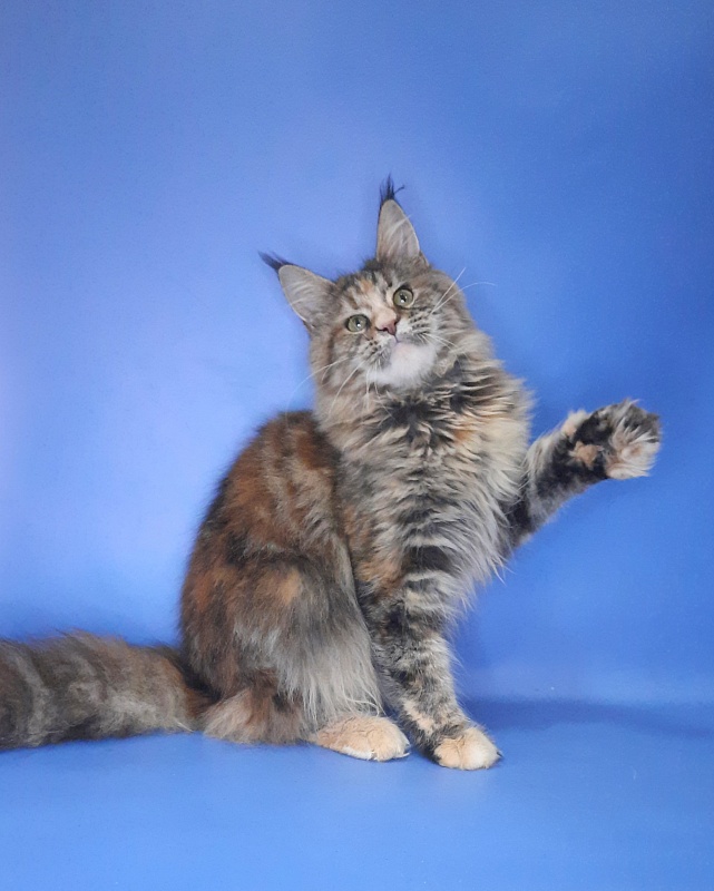 Gatto Fantastico Milady - Юніор мейн-кун 8 місяців 2,5 тижні