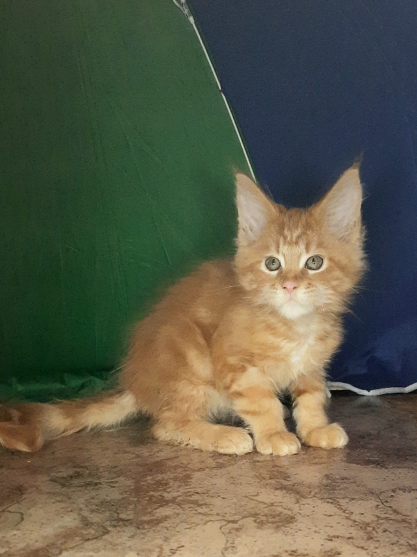 Gatto Fantastico Mandarin - Kitten maine-coon 1 month 4 weeks