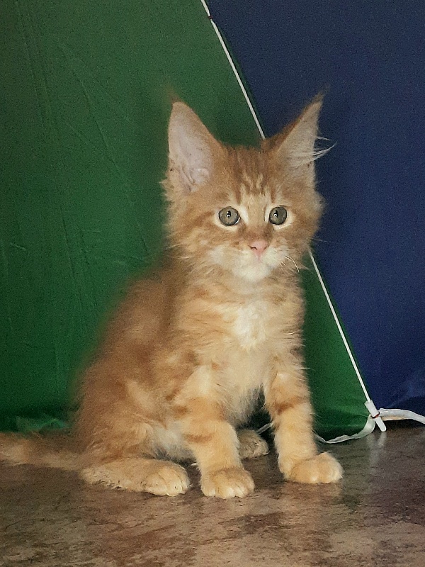 Gatto Fantastico Mandarin - Kitten maine-coon 1 month 4 weeks