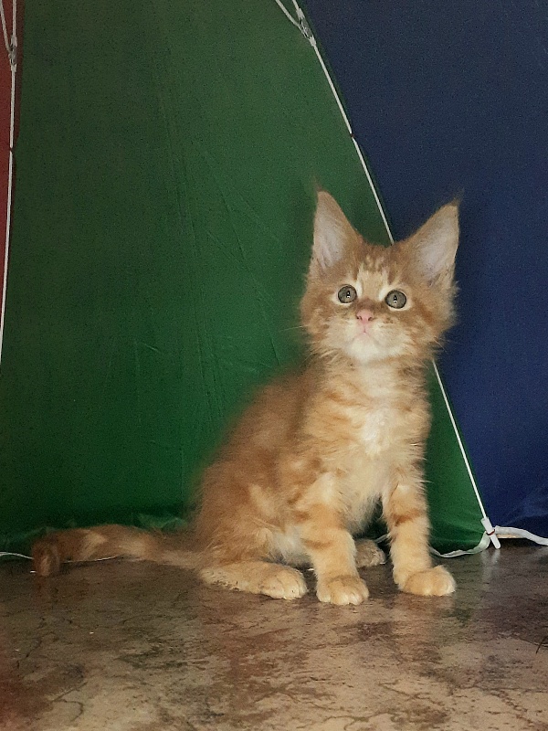 Gatto Fantastico Mandarin - Kitten maine-coon 1 month 4 weeks