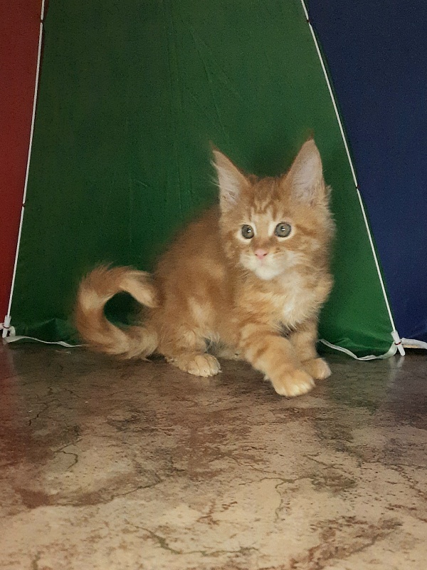 Gatto Fantastico Mandarin - Kitten maine-coon 1 month 4 weeks