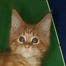 Gatto Fantastico Mandarin