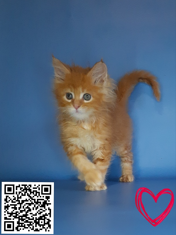 Gatto Fantastico Mia - Kitten maine-coon 2.5 weeks