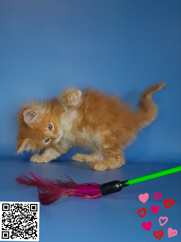 Gatto Fantastico Mia - Kitten maine-coon 2.5 weeks