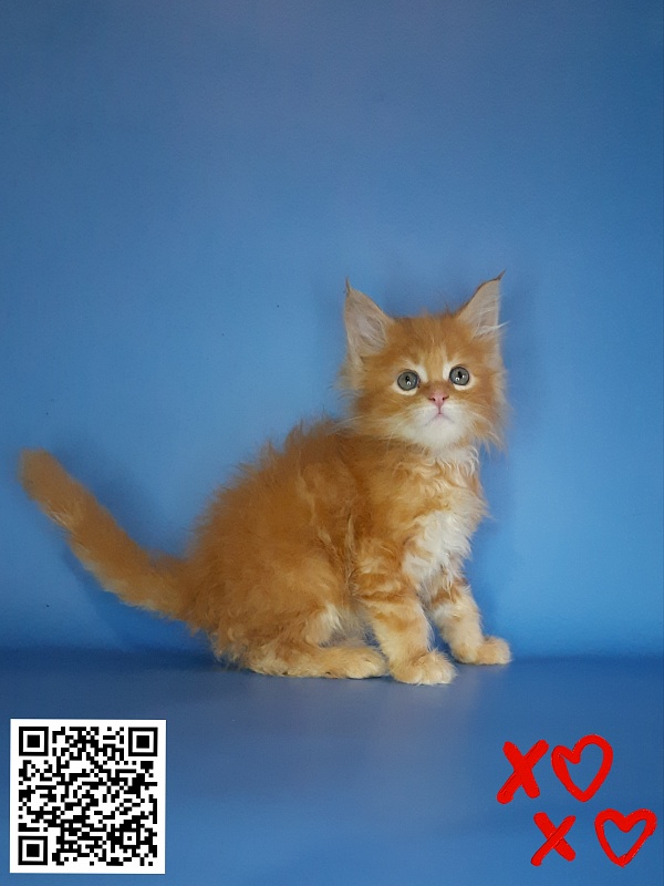 Gatto Fantastico Mia - Kitten maine-coon 2.5 weeks
