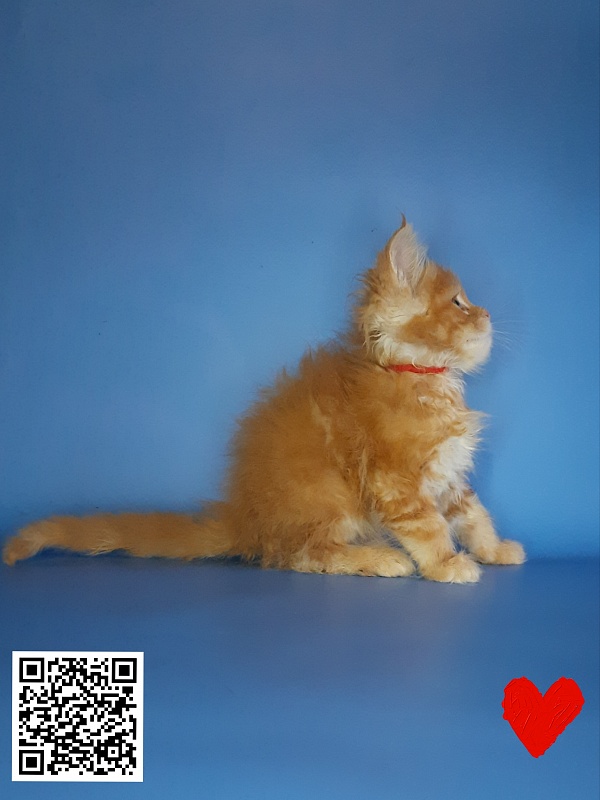 Gatto Fantastico Mia - Kitten maine-coon 2.5 weeks
