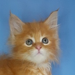 Gatto Fantastico Mia