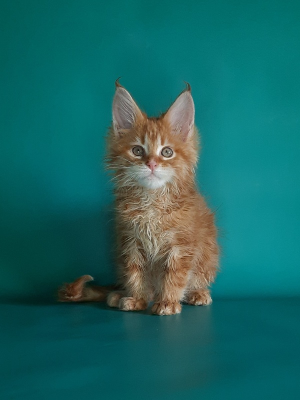 Gatto Fantastico Mathilde - Kitten maine-coon 1 month 2 weeks