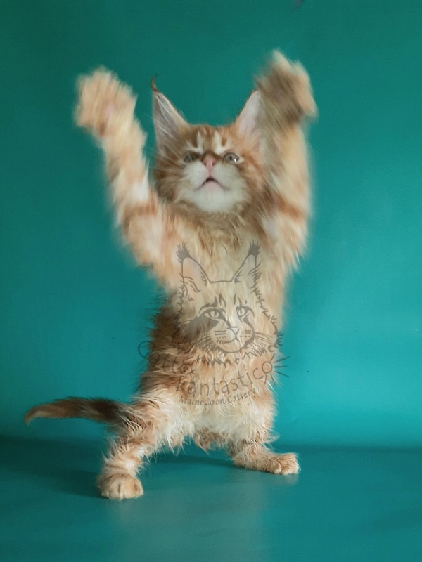 Gatto Fantastico Mathilde - Kitten maine-coon 1 month 2 weeks