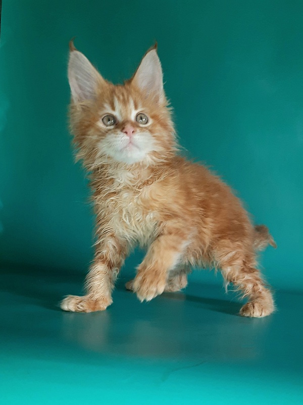 Gatto Fantastico Mathilde - Kitten maine-coon 1 month 2 weeks