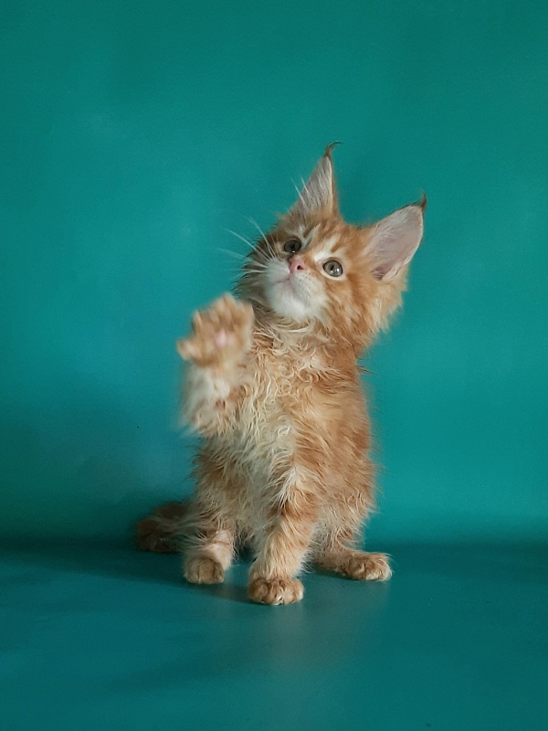 Gatto Fantastico Mathilde - Kitten maine-coon 1 month 2 weeks