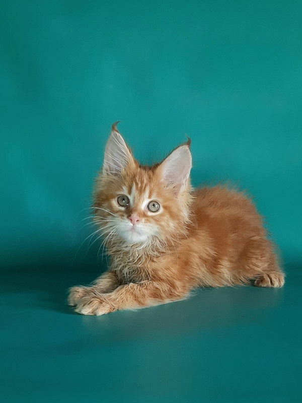 Gatto Fantastico Mathilde - Kitten maine-coon 1 month 2 weeks