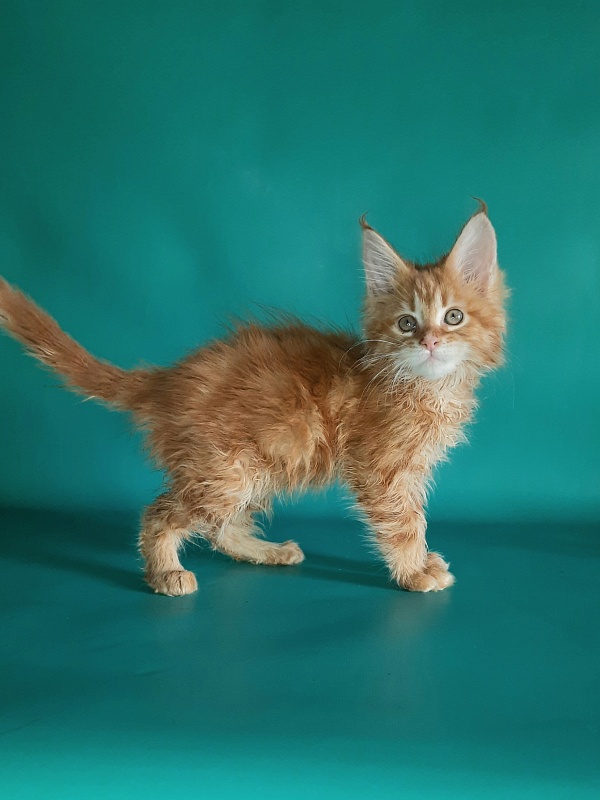 Gatto Fantastico Mathilde - Kitten maine-coon 1 month 2 weeks