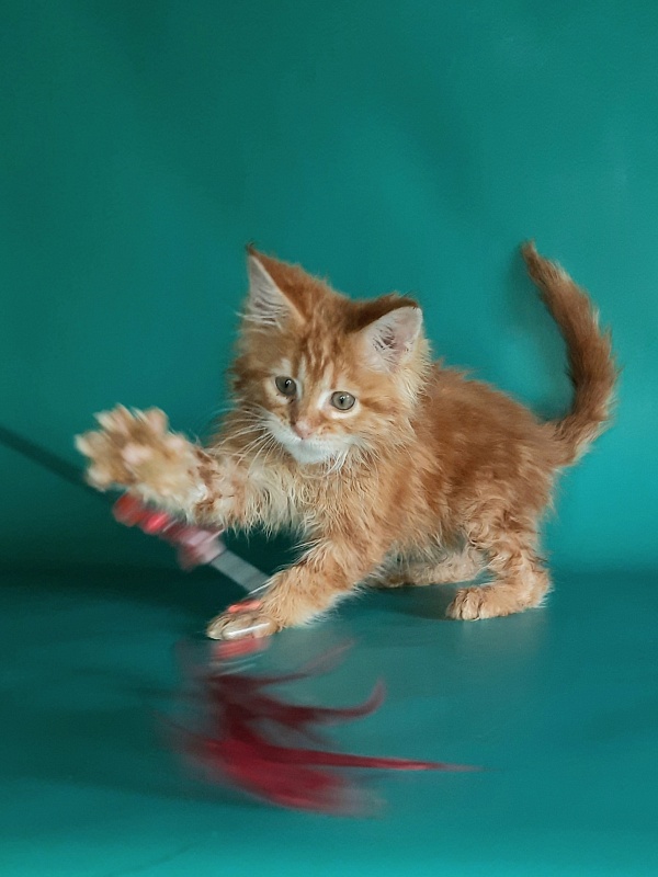 Gatto Fantastico Mathilde - Kitten maine-coon 1 month 2 weeks