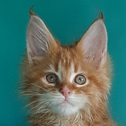 Gatto Fantastico Mathilde