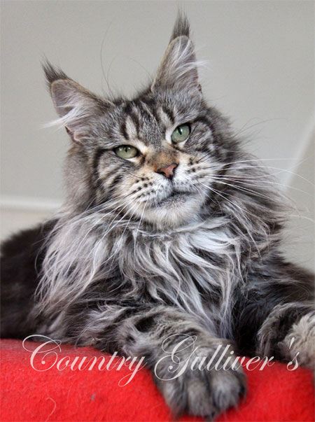 Country Gulliver's Alana Best - maine-coon