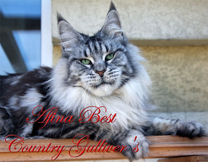 Afina Best Country Gulliver's - maine-coon
