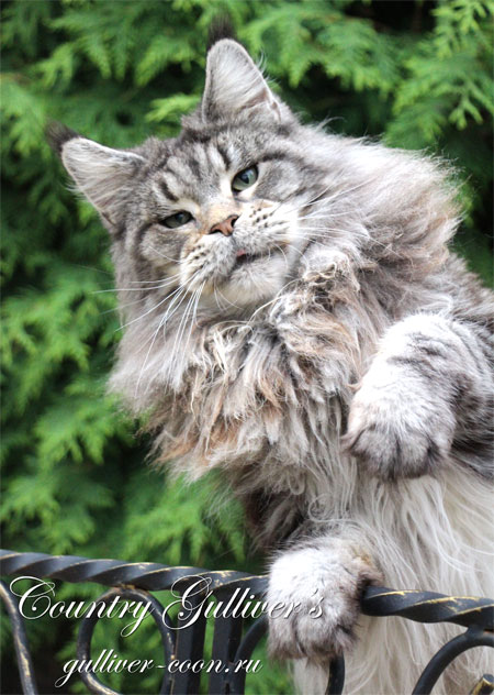 Country Gulliver's Norma Best - maine-coon