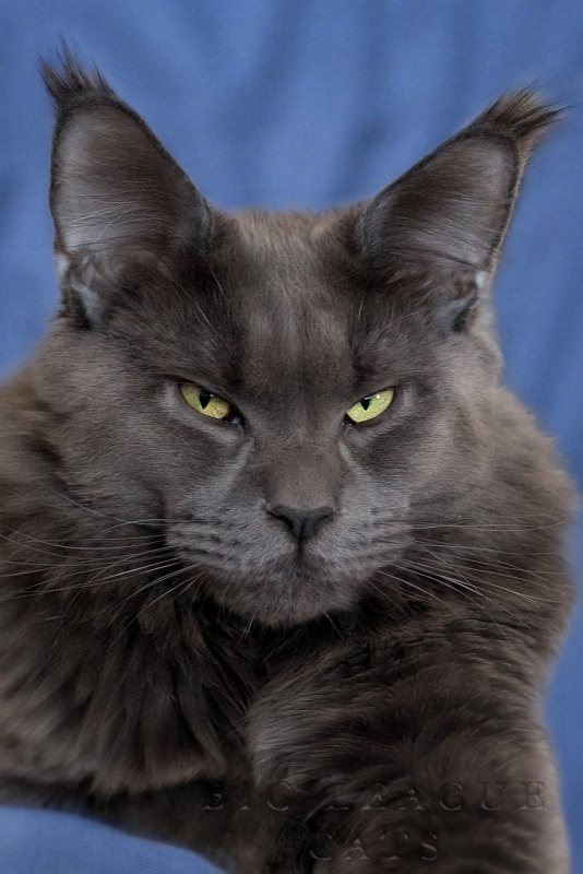 Country Gulliver's Iceberg Best - maine-coon