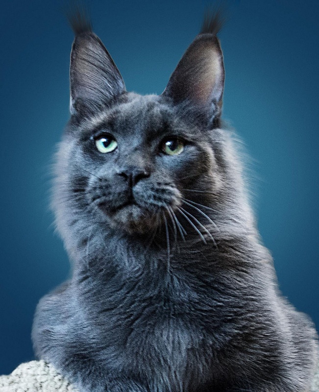 Big League Cats Leon - maine-coon