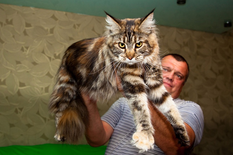 Bagira Lady de Zitta - maine-coon