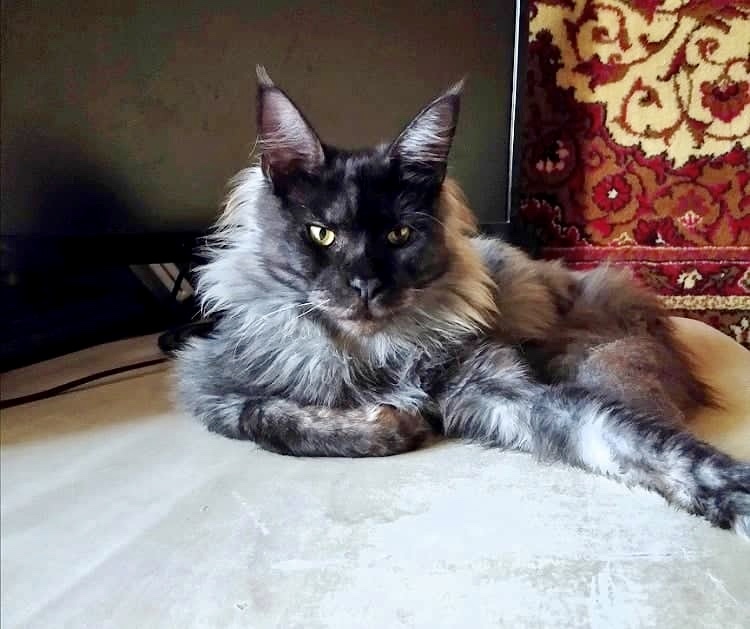 William de Zitta - maine-coon 02/17/2019