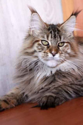 Jessica Stamm Gonsior Line - maine-coon