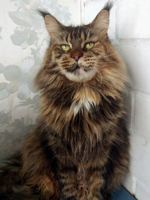 DeniLars Djesika - maine-coon