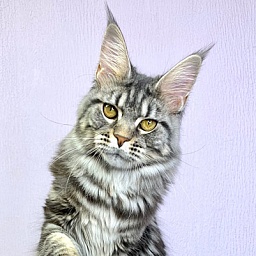 DeniLars Caterina
