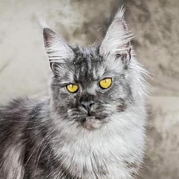 Fluffytails Lila