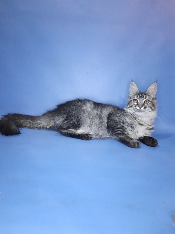 Gatto Fantastico Paprika - Kitten maine-coon 6 months 2.5 weeks