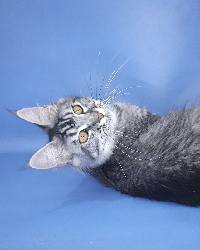 Gatto Fantastico Paprika - Kitten maine-coon 6 months 3 weeks