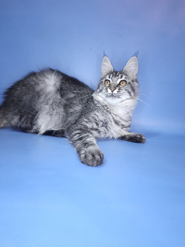 Gatto Fantastico Paprika - Kitten maine-coon 6 months 2.5 weeks