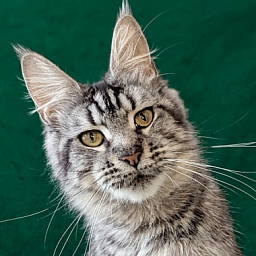 Gatto Fantastico Paprika