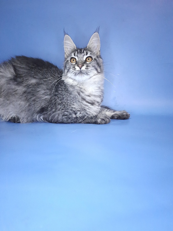 Gatto Fantastico Paprika - Kitten maine-coon 6 months 2.5 weeks