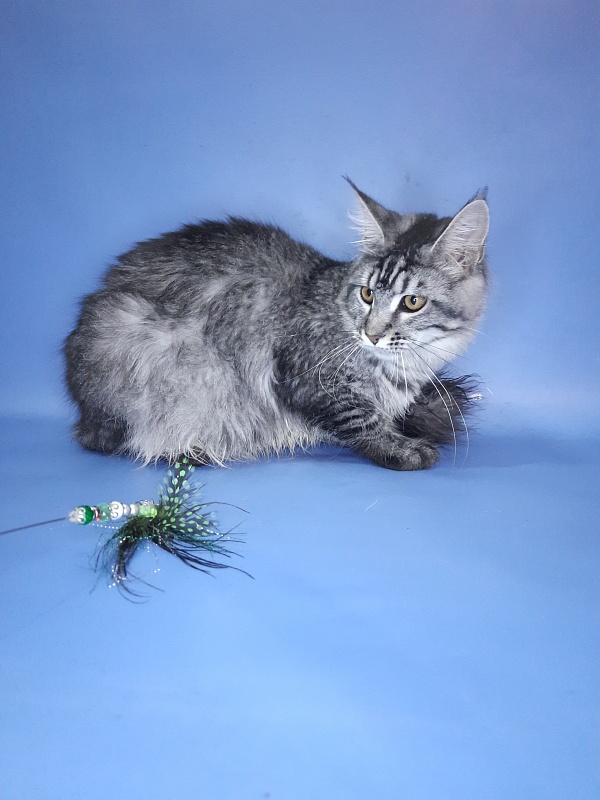 Gatto Fantastico Paprika - Kitten maine-coon 6 months 2.5 weeks