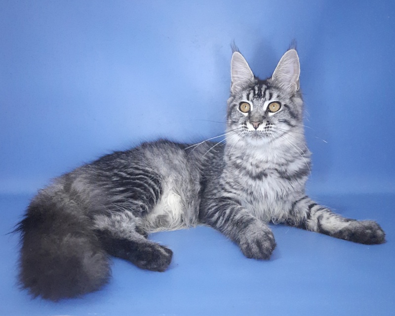 Gatto Fantastico Paprika - Kitten maine-coon 6 months 3 weeks