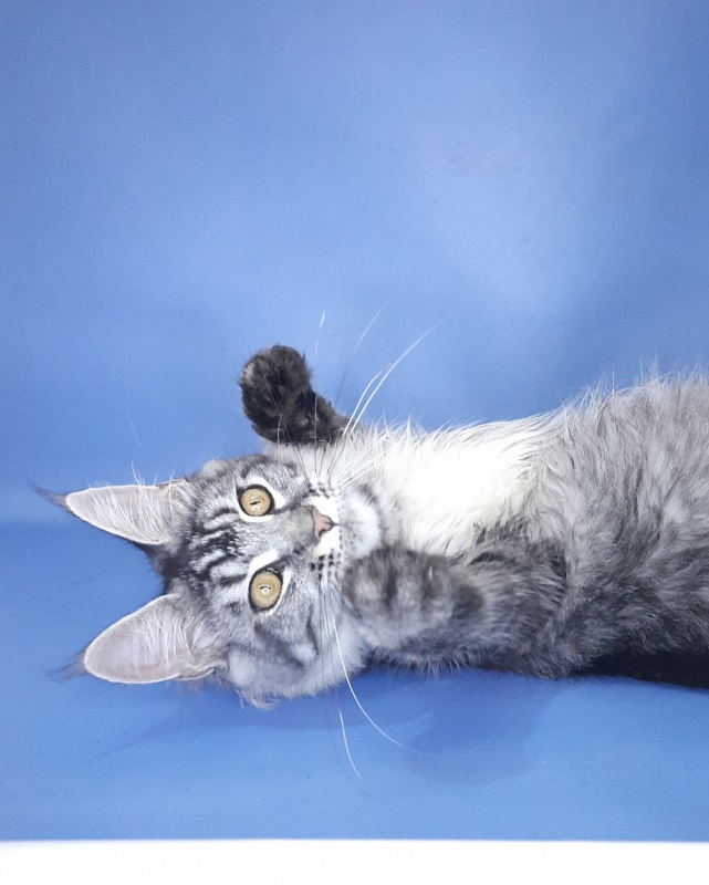 Gatto Fantastico Paprika - Kitten maine-coon 6 months 3 weeks