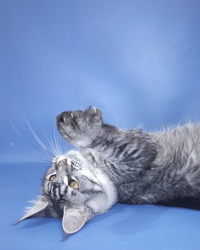Gatto Fantastico Paprika - Kitten maine-coon 6 months 3 weeks