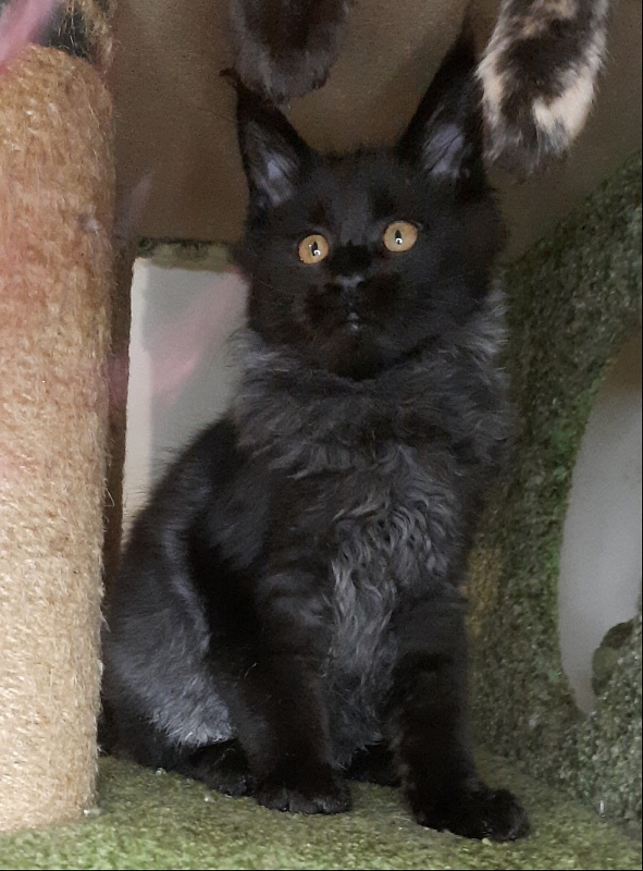 Gatto Fantastico Quentin - maine-coon