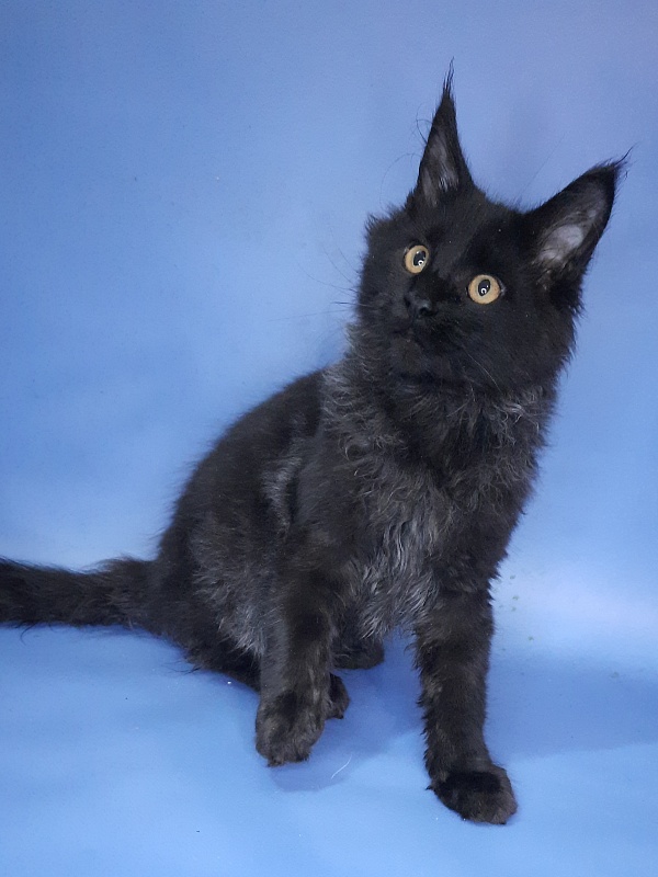 Gatto Fantastico Quentin - Kitten maine-coon 4 months 3 weeks