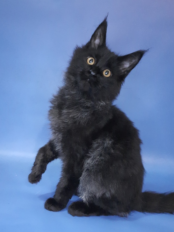 Gatto Fantastico Quentin - Kitten maine-coon 4 months 3 weeks