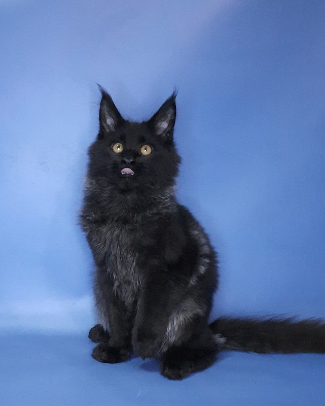 Gatto Fantastico Quentin - Kitten maine-coon 4 months 3.5 weeks