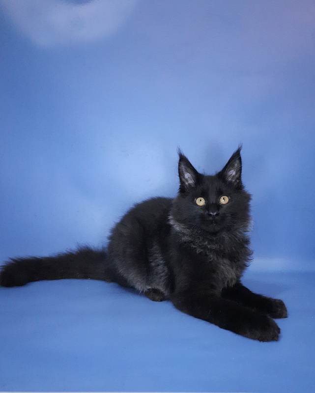 Gatto Fantastico Quentin - Kitten maine-coon 4 months 3.5 weeks