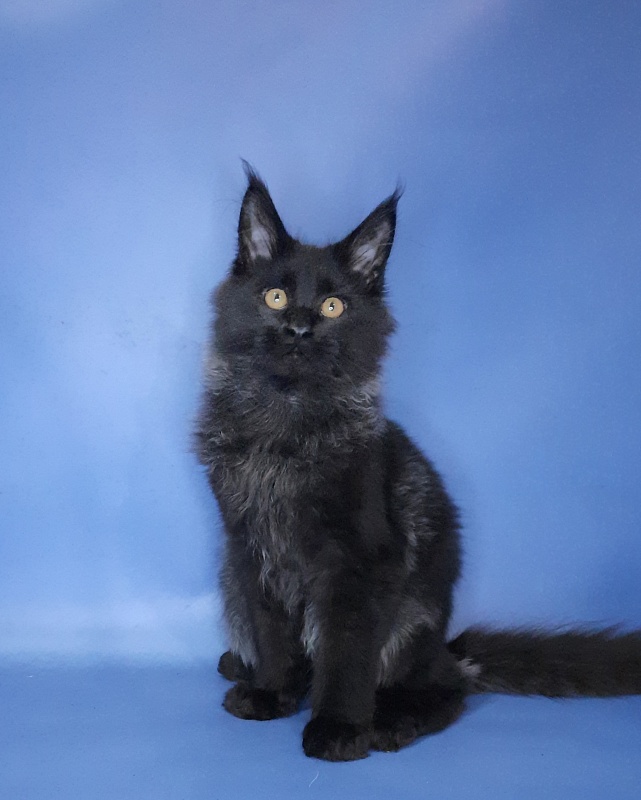Gatto Fantastico Quentin - Kitten maine-coon 4 months 3.5 weeks