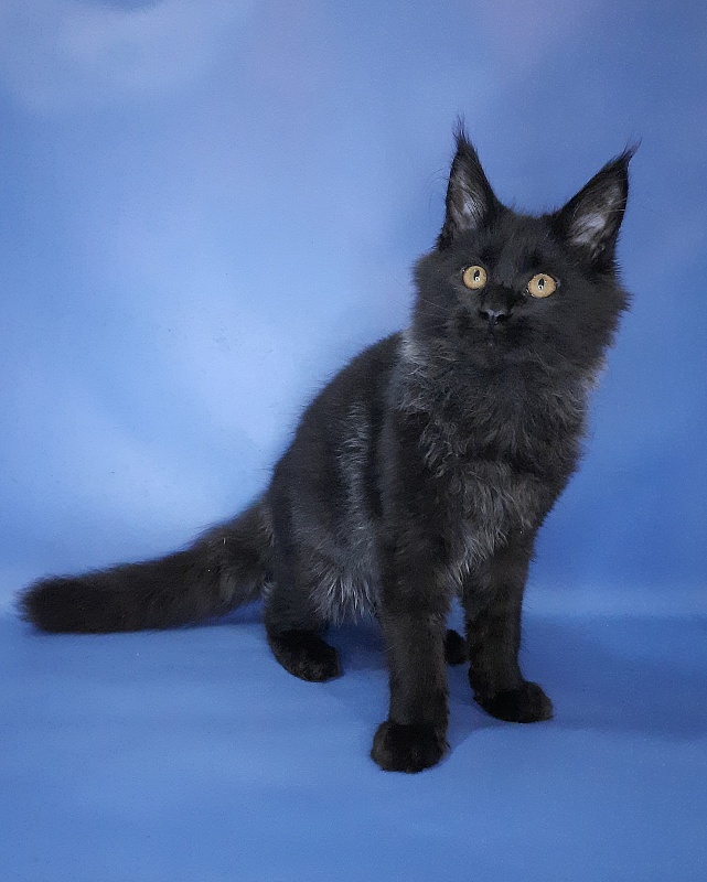 Gatto Fantastico Quentin - Kitten maine-coon 4 months 3.5 weeks