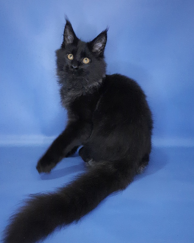 Gatto Fantastico Quentin - Kitten maine-coon 4 months 3.5 weeks